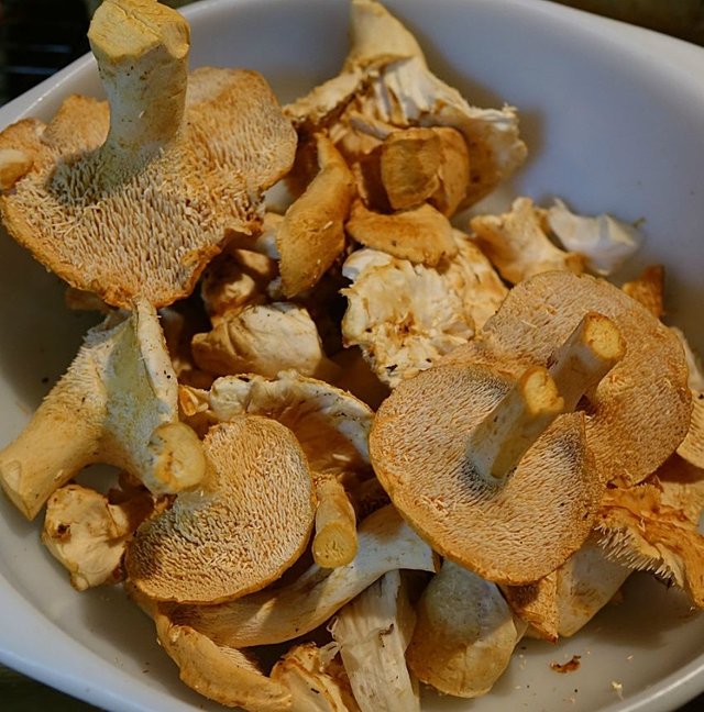 Wild Hedgehog Mushrooms Finding, Harvesting, and Cooking Tasty Forest